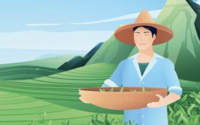 Setting Up a Tea Estate in Bangladesh